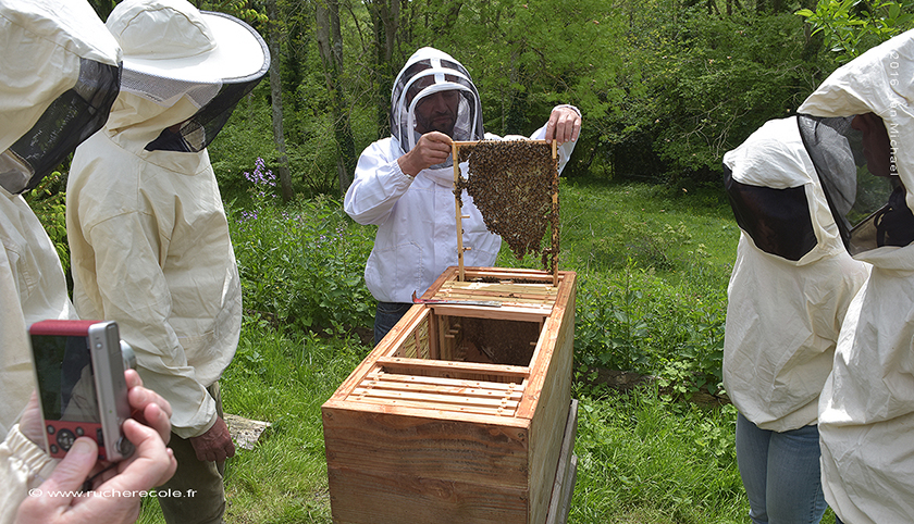 stage d'apiculture naturelle -Einraumbeute